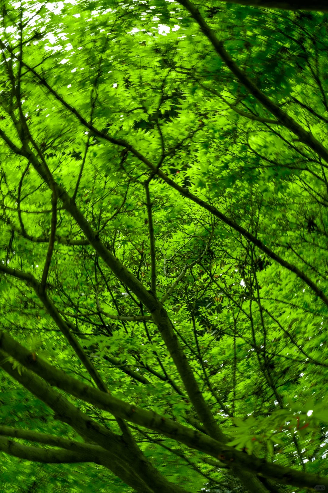 交换春天｜在成都找到了现实版的“言叶之庭”