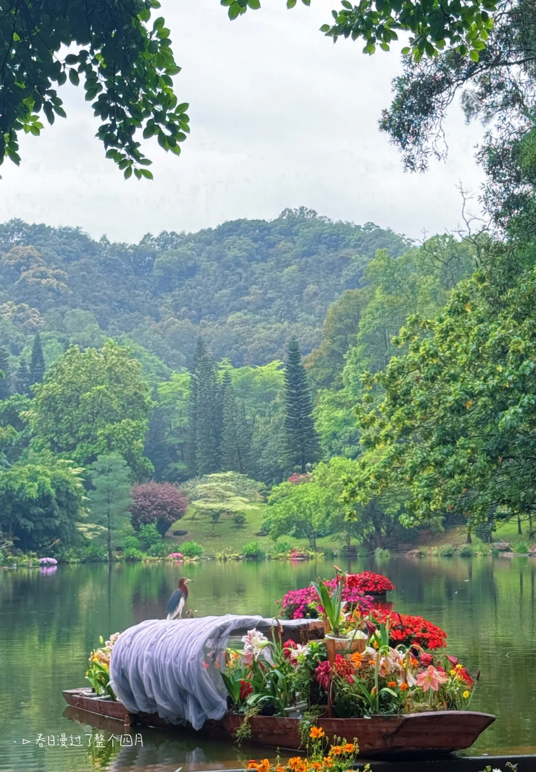 闯入现实版绿野仙踪 | 仙湖植物园🌳