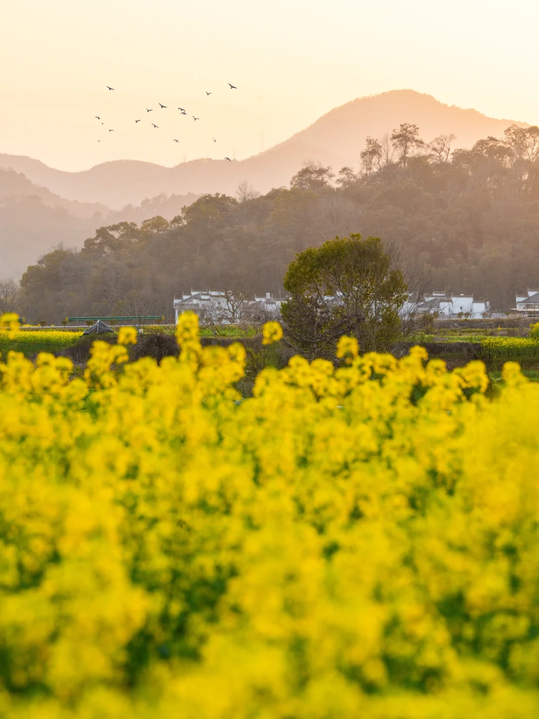 美哭了😭不愧是《国家地理》推荐的春日小城