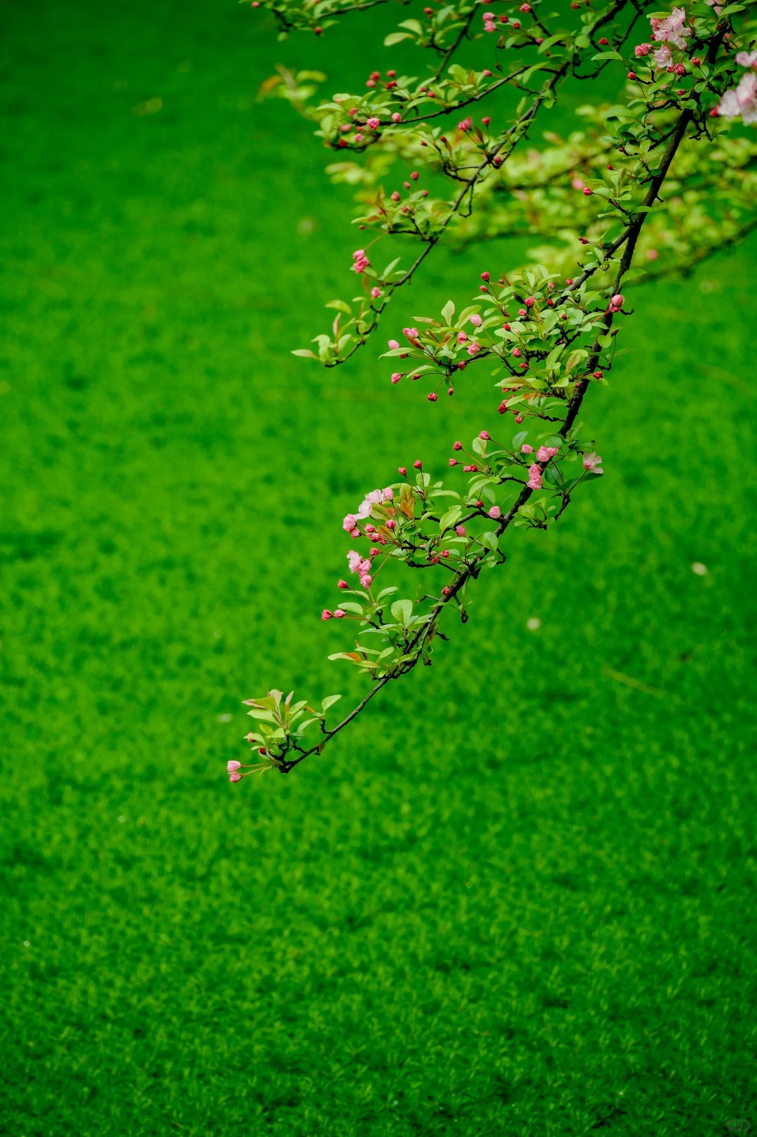 交换春天｜在成都找到了现实版的“言叶之庭”