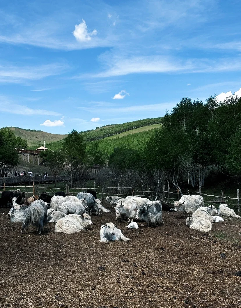 超令人难忘的景点一七彩森林 🌳