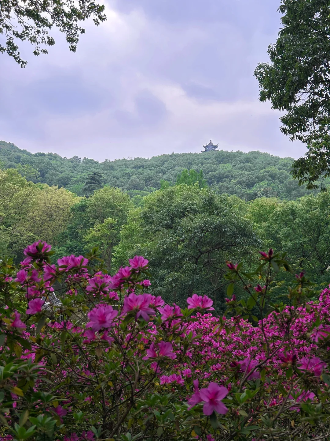 南山杜鹃正当时