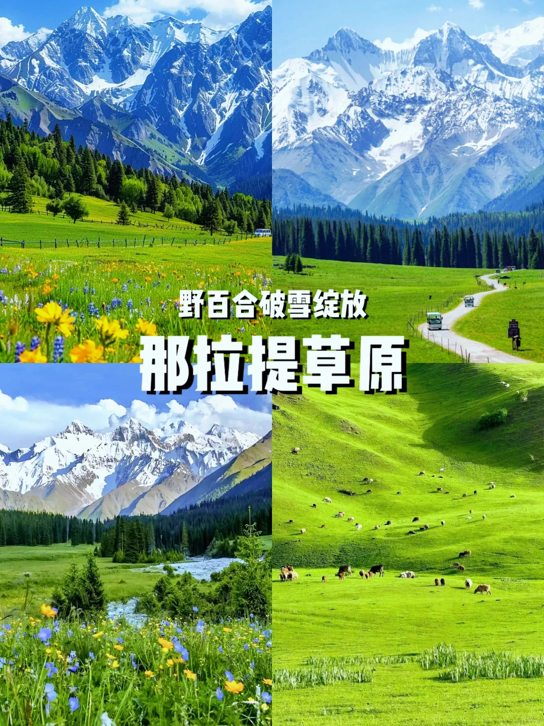 五一错峰游新疆！5月草原初醒，独享雪山