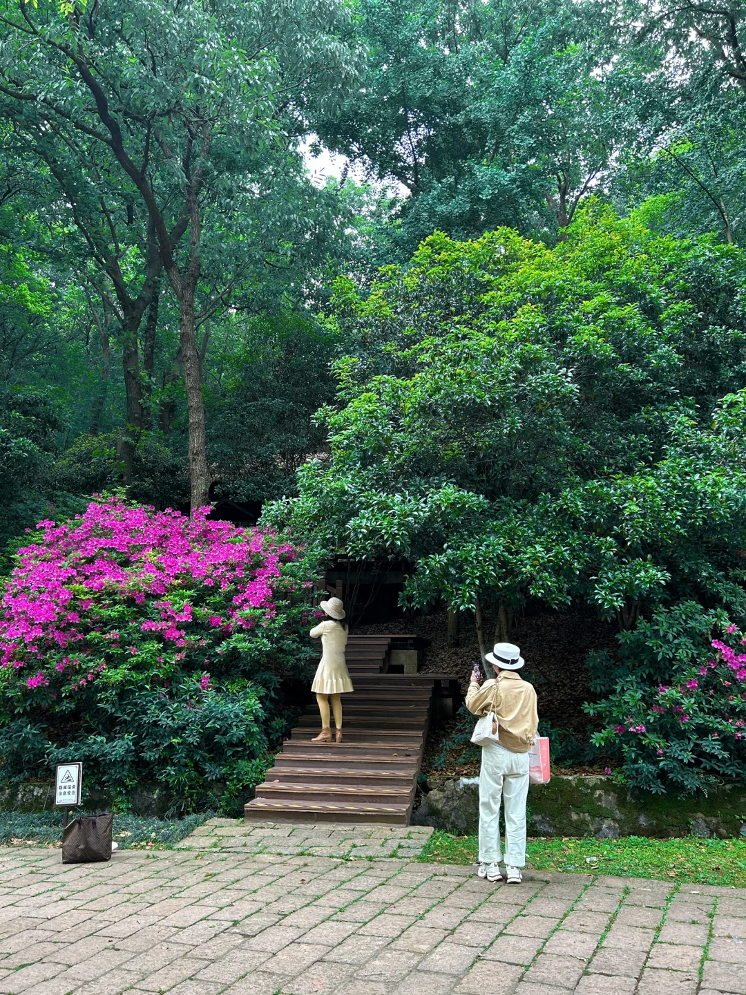 南山杜鹃正当时