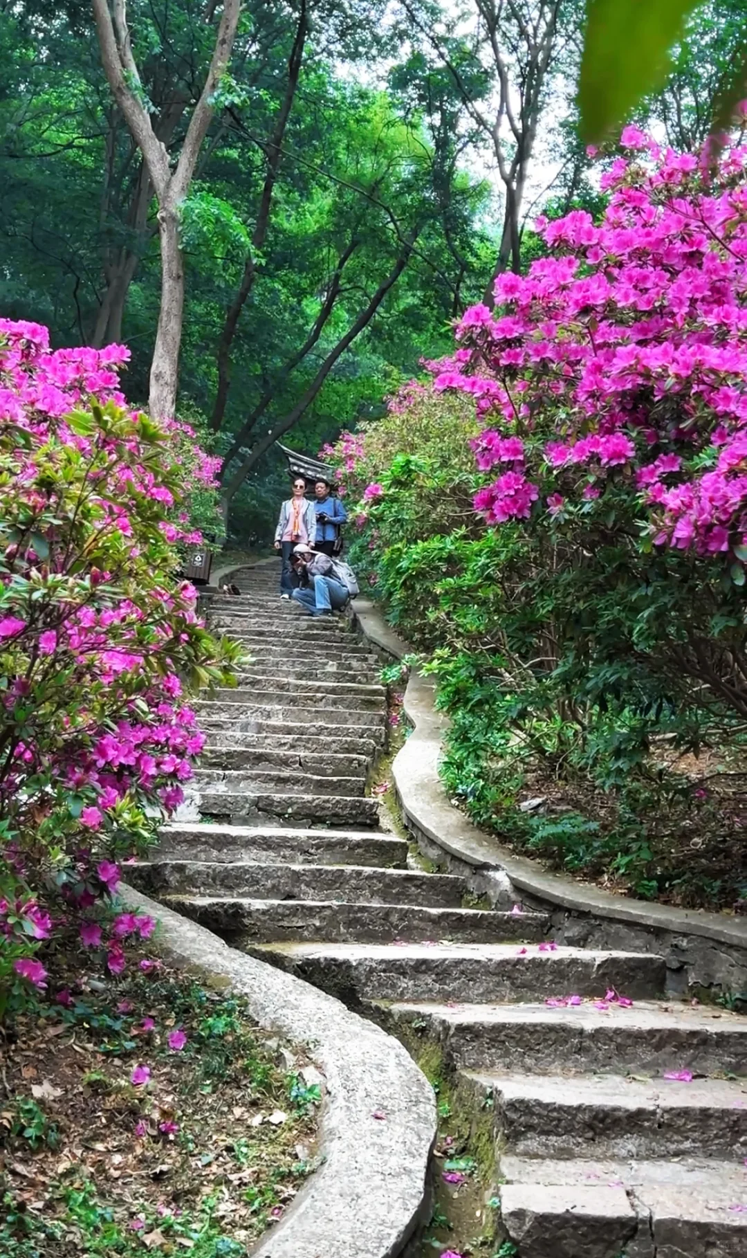 南山杜鹃正当时