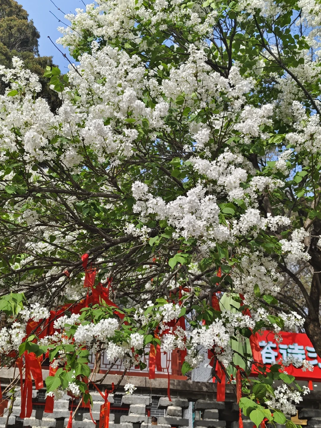 登顶🤜🏻🤜🏻