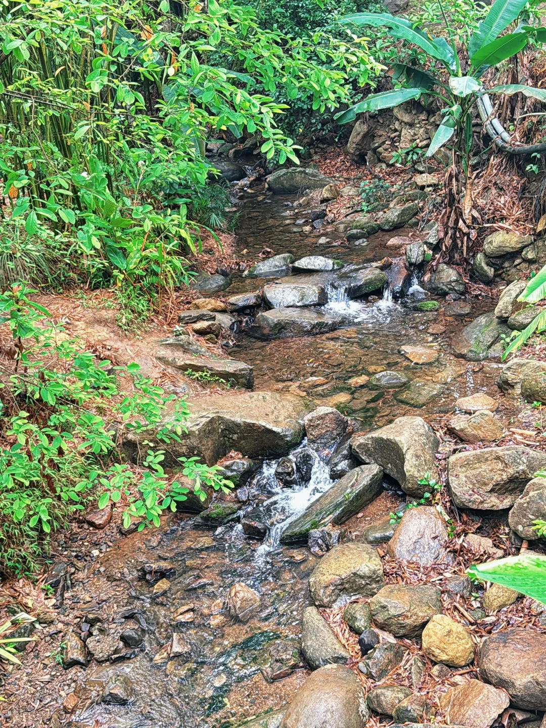 闯入现实版绿野仙踪 | 仙湖植物园🌳