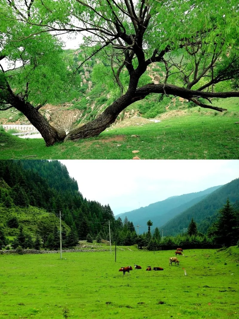 🌄山西芦芽山超全旅行攻略｜闯入人间仙境