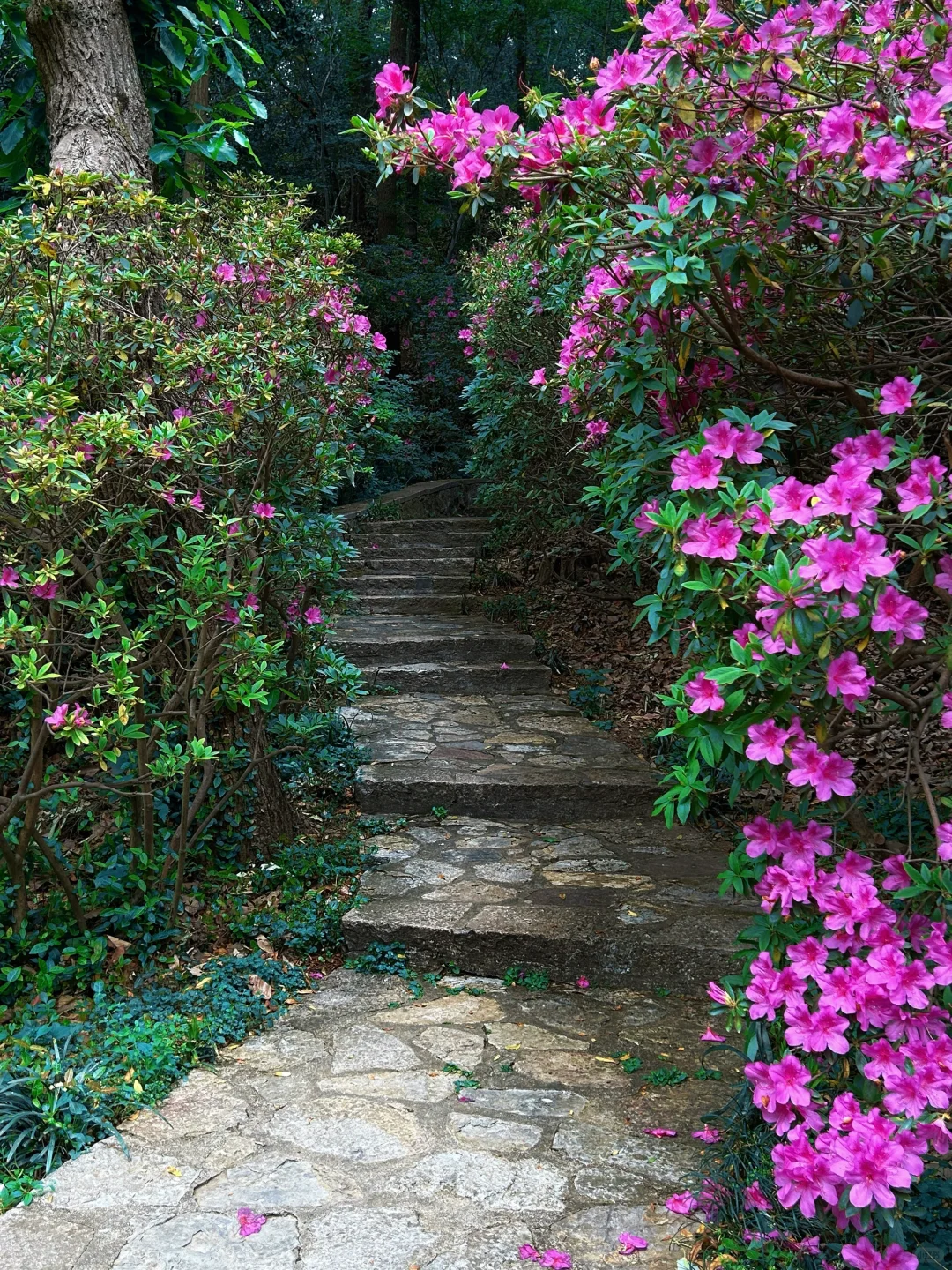 南山杜鹃正当时