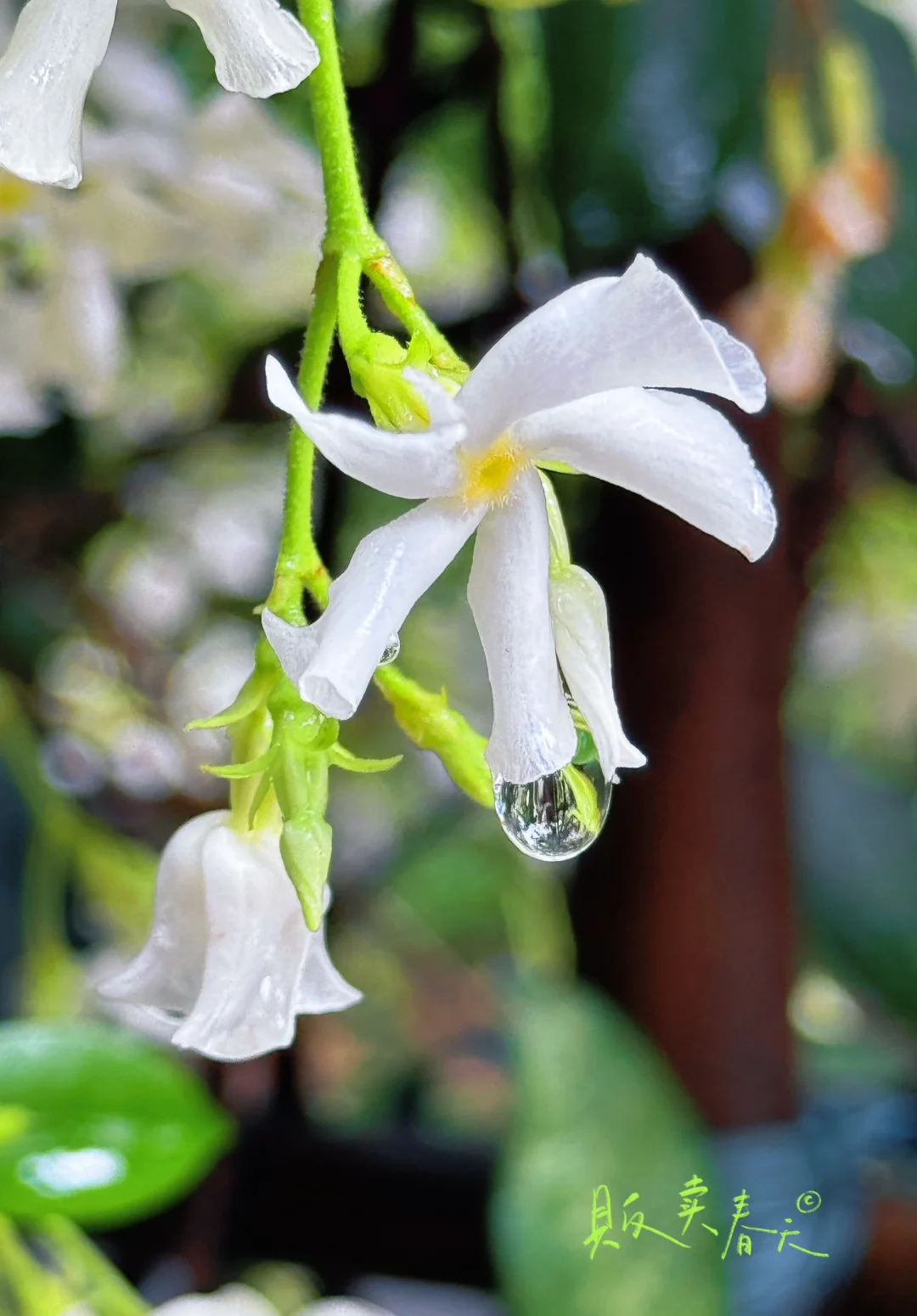 闯入现实版绿野仙踪 | 仙湖植物园🌳