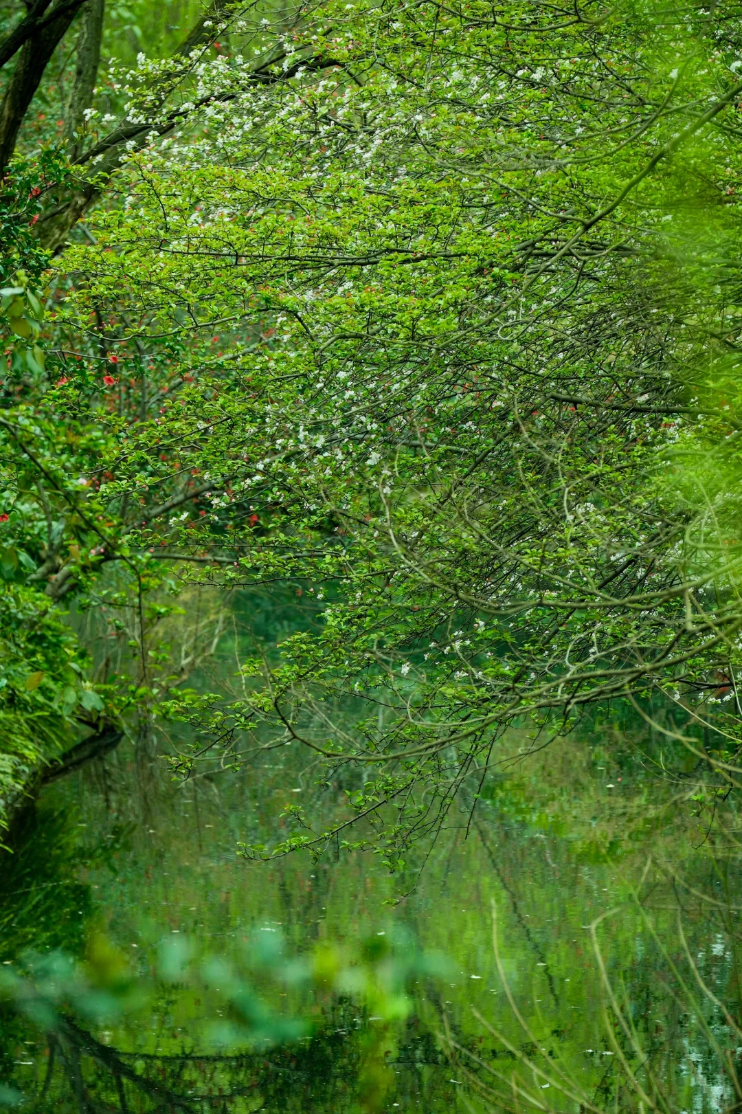 交换春天｜在成都找到了现实版的“言叶之庭”