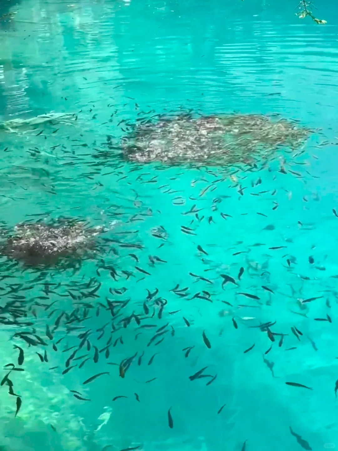 去年五一九寨沟live实况直出，劝退不了