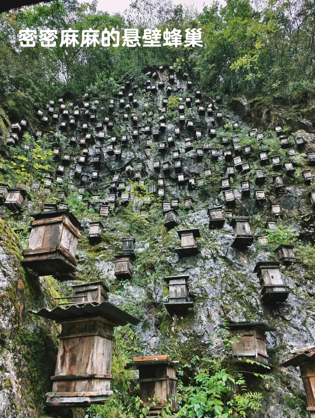 在崇左和恩施之间选择了恩施，冷门带娃绝了