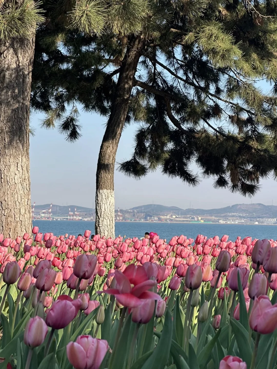 威海会奖励每一个提前做攻略的人❗️ 4月-5月