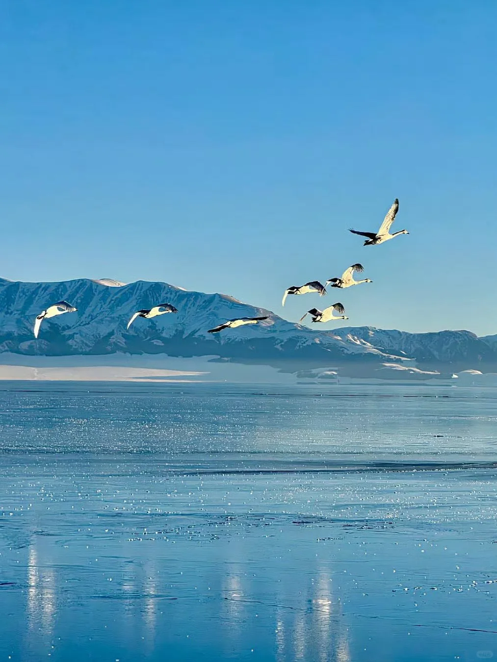 赛里木湖！一眼就被这变幻蓝调勾了魂‼️