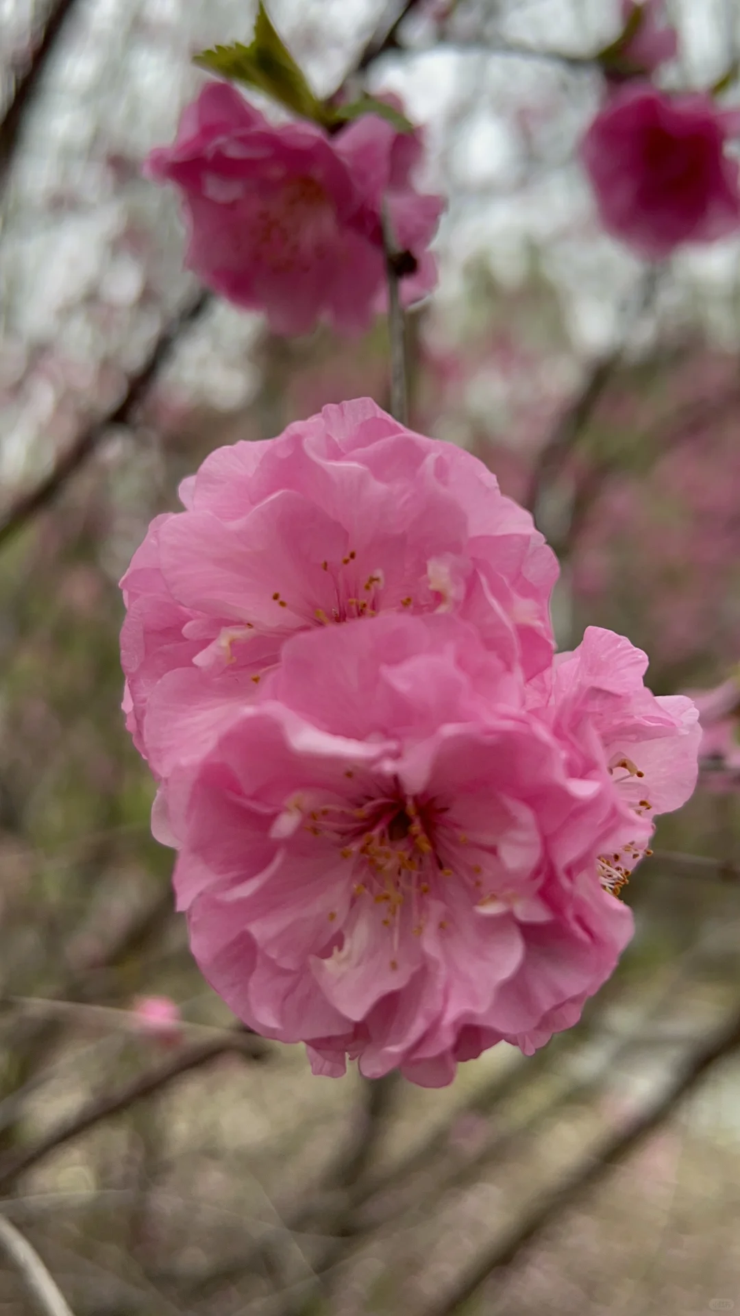 日常｜这两天所遇之美