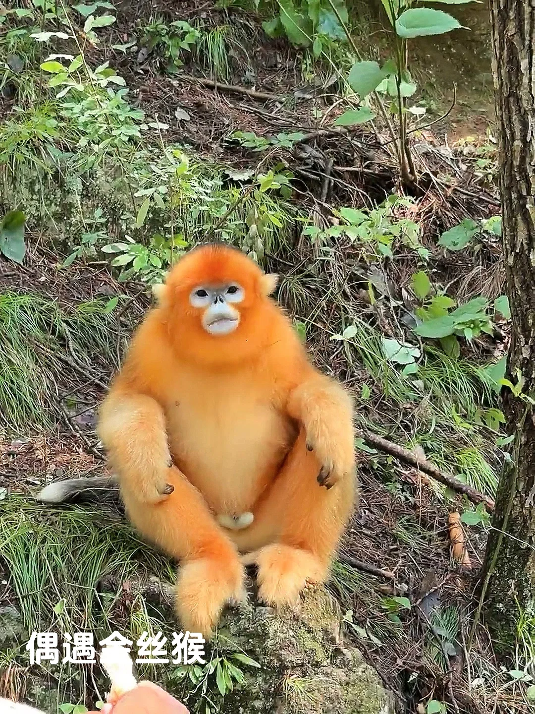 在崇左和恩施之间选择了恩施，冷门带娃绝了