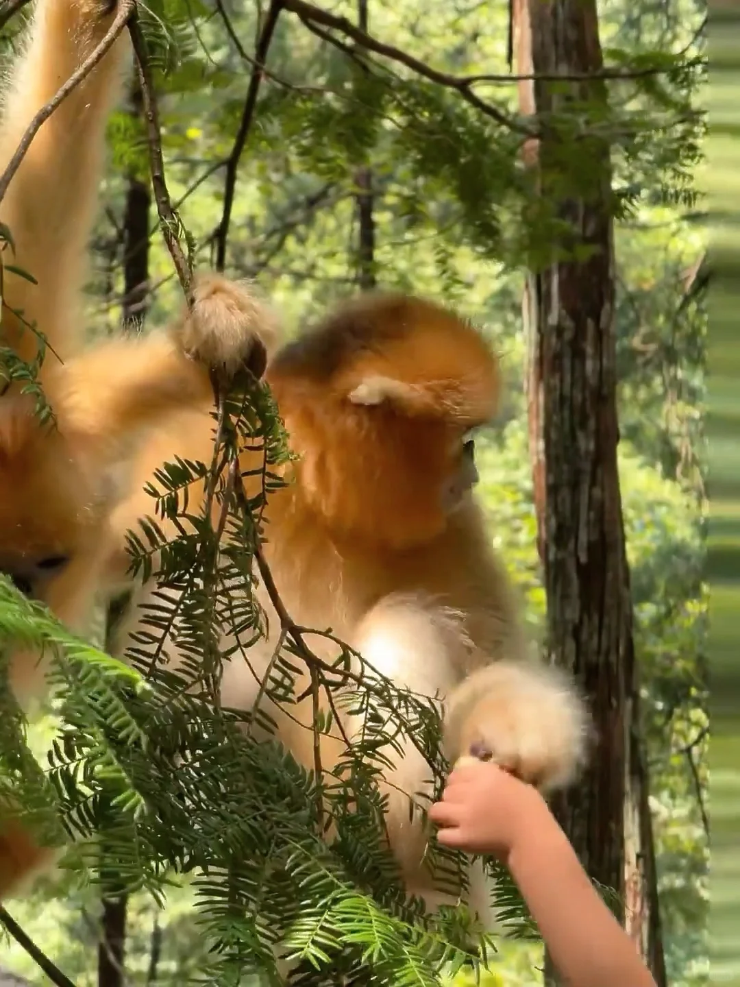 在崇左和恩施之间选择了恩施，冷门带娃绝了