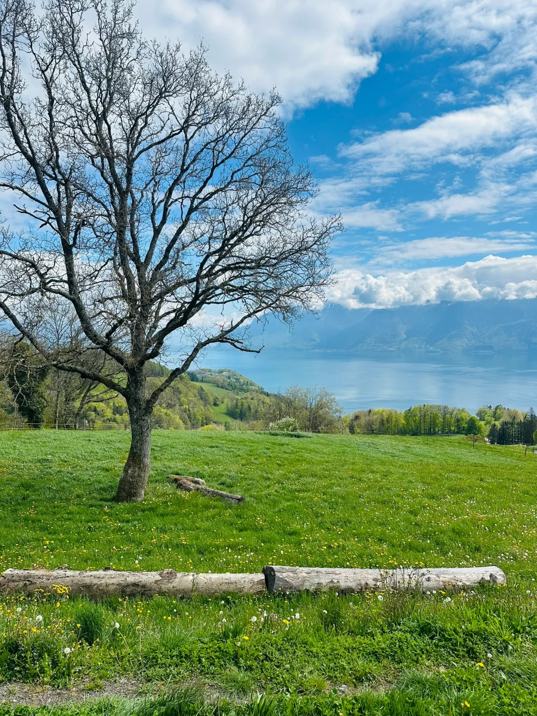 在瑞士不知名的湖边重新定义湖光山色