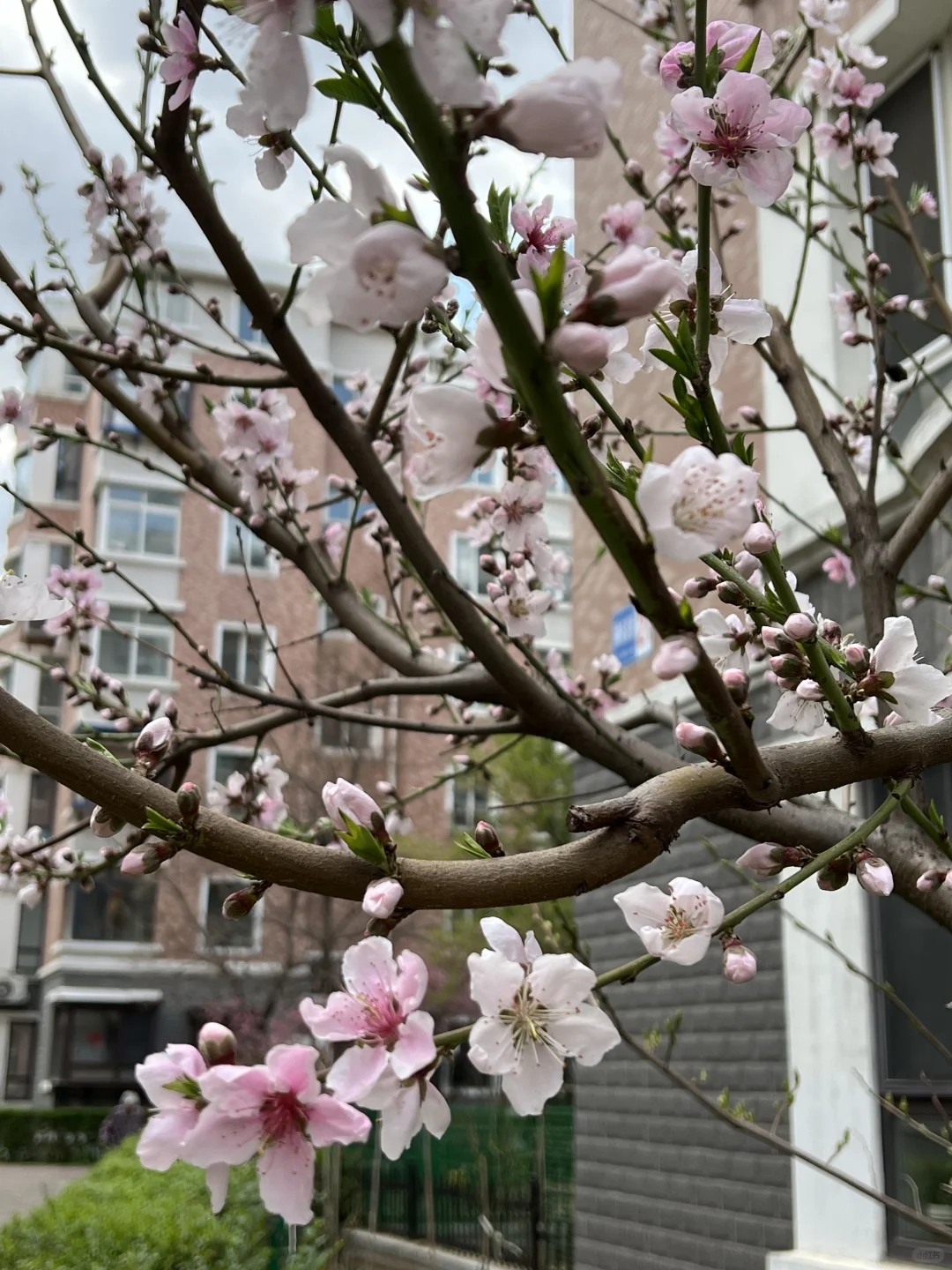 日常｜这两天所遇之美