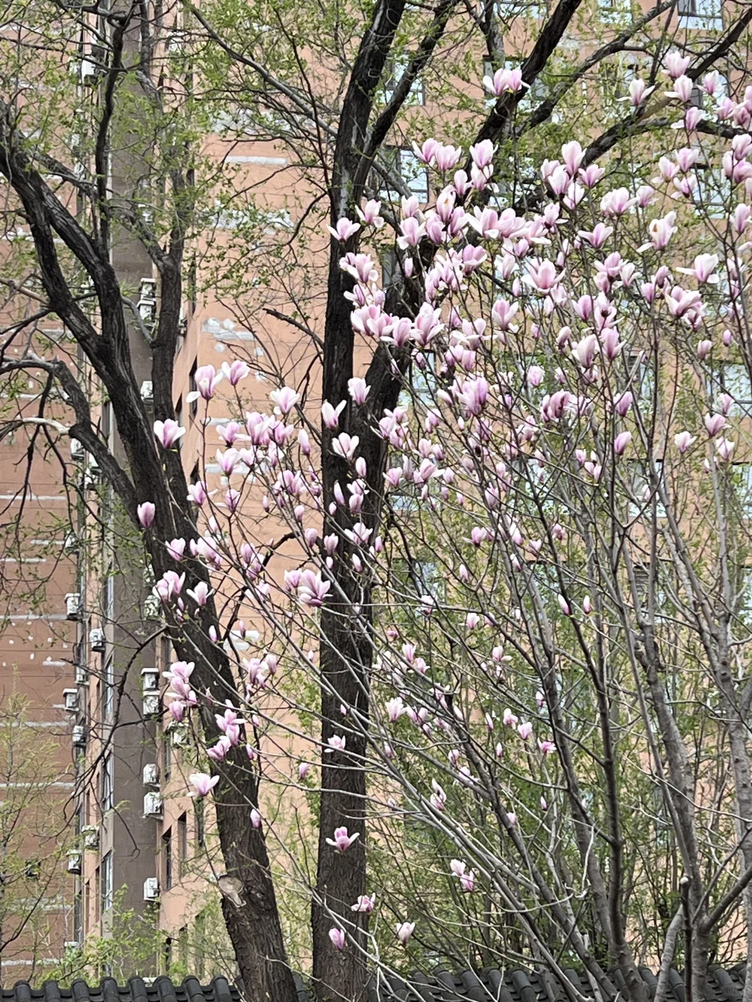 日常｜这两天所遇之美