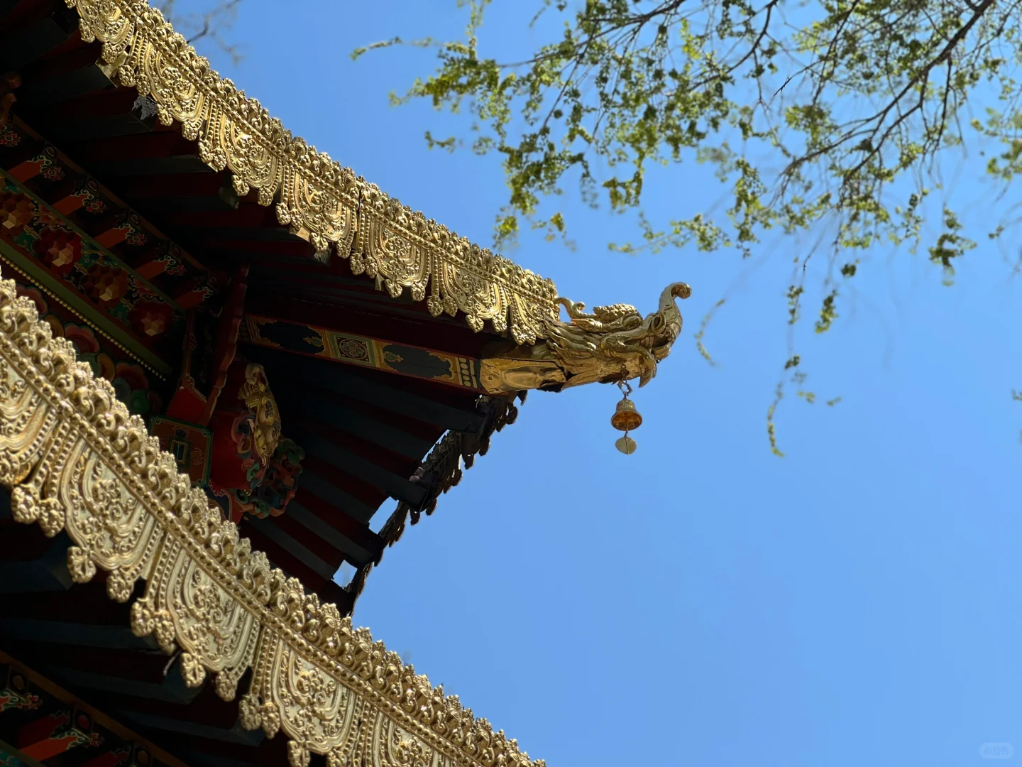 日常｜这两天所遇之美