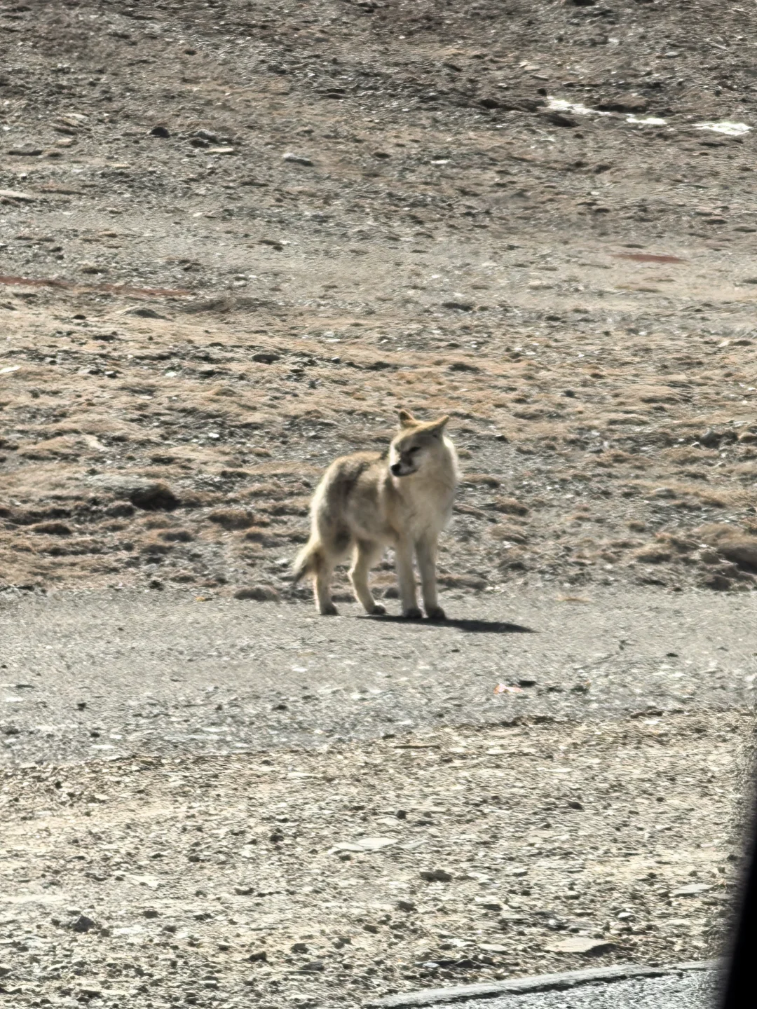 姑娘一人独闯大西北｜五日自由行攻略