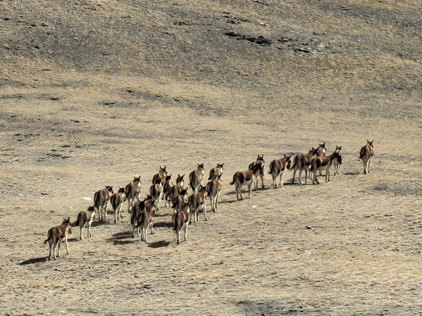 姑娘一人独闯大西北｜五日自由行攻略