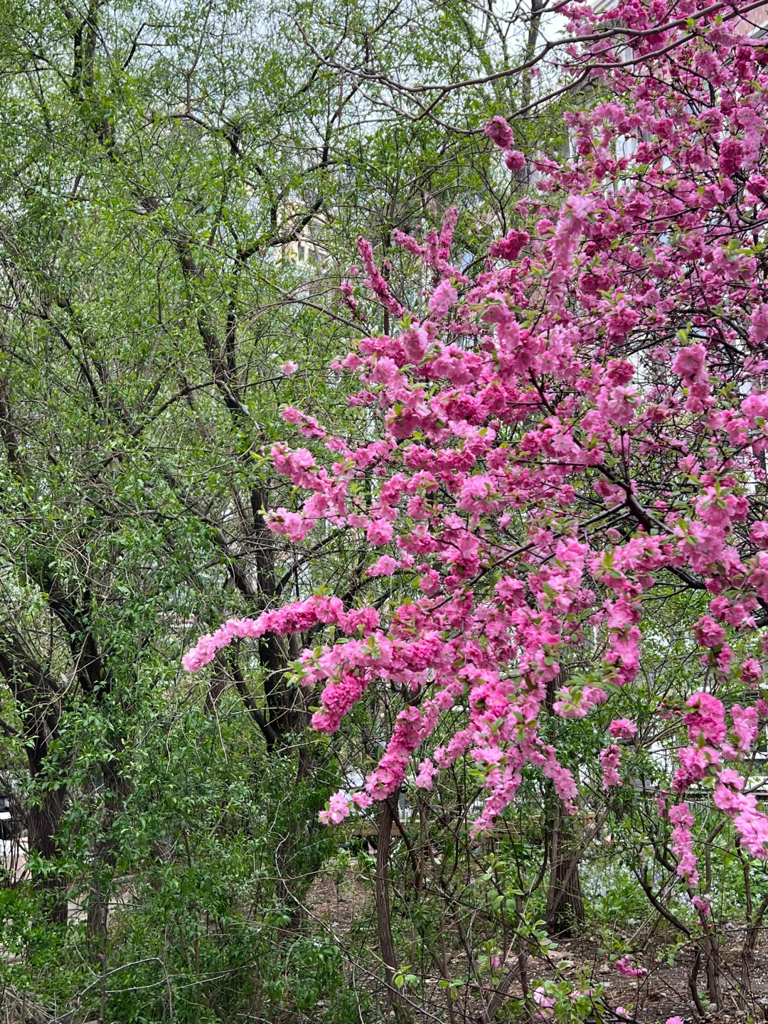 日常｜这两天所遇之美