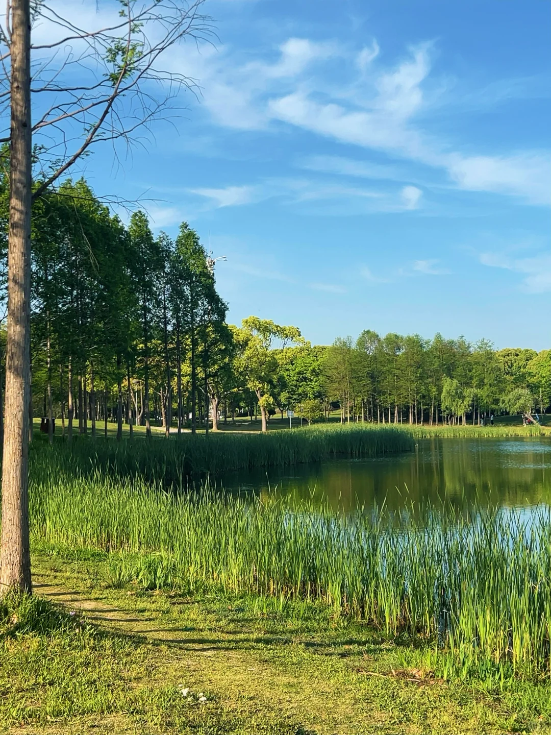 在无锡📍没有天花板的地方感受春天