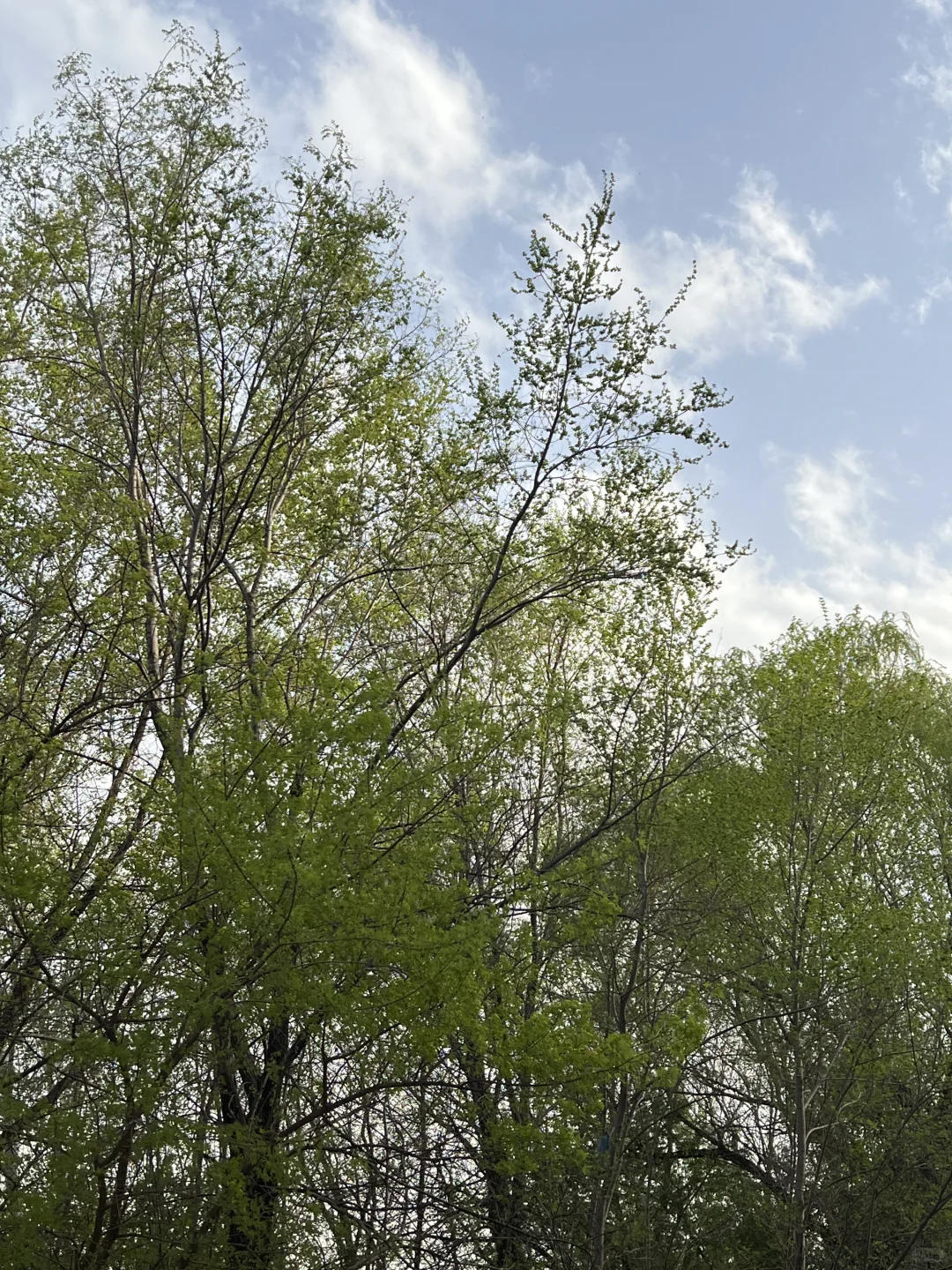 日常｜这两天所遇之美