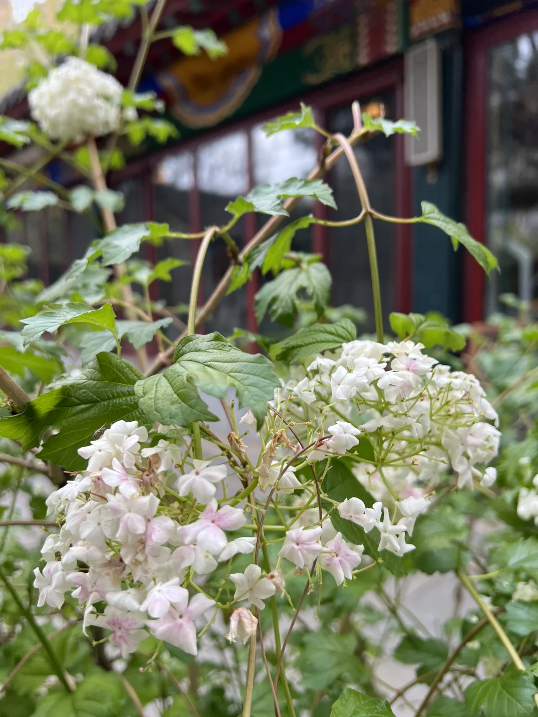 日常｜这两天所遇之美