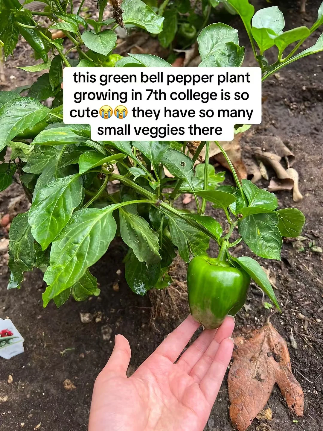 圣地亚哥👬UCSD好玩的事情可以是——