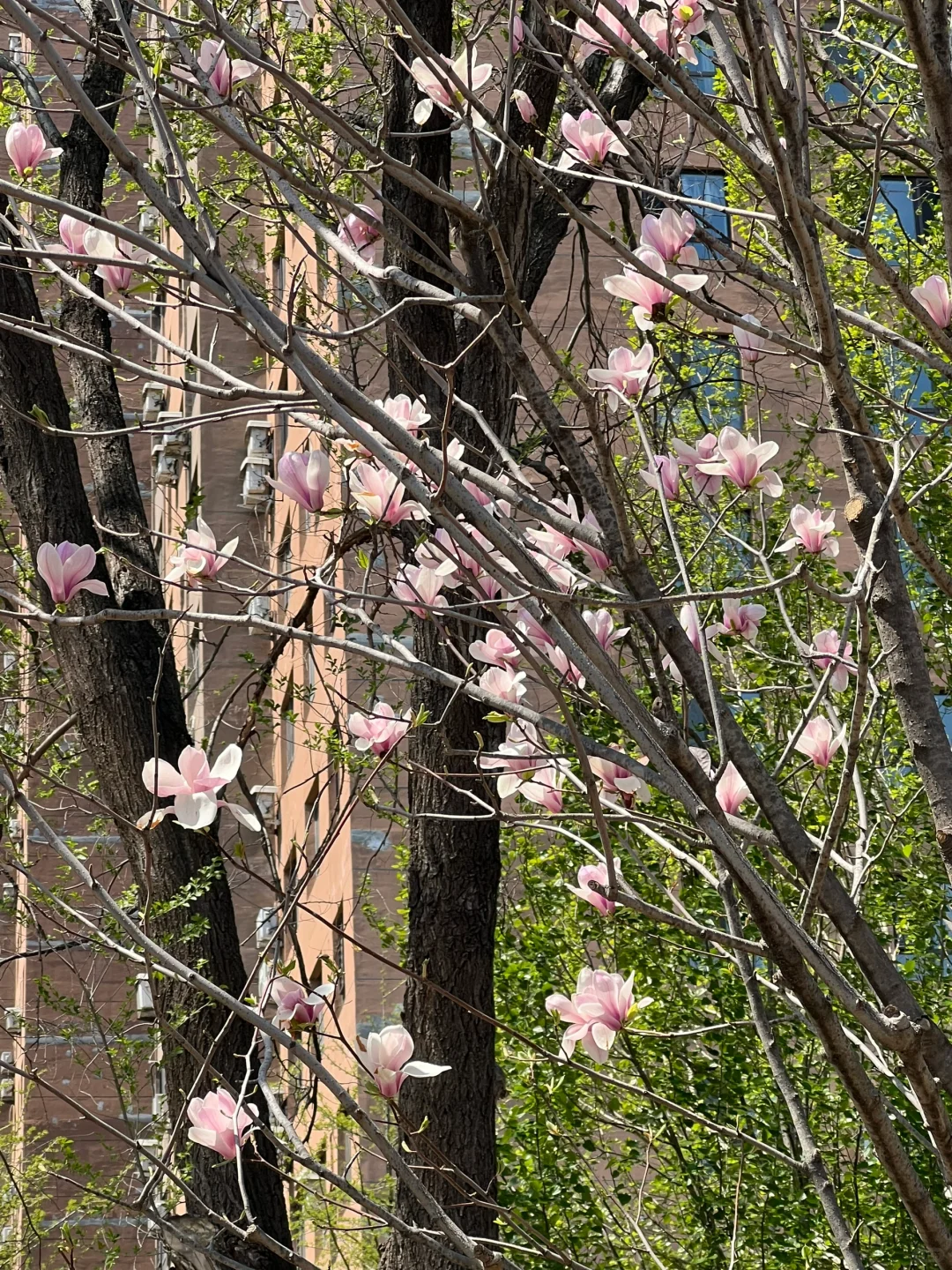 日常｜这两天所遇之美