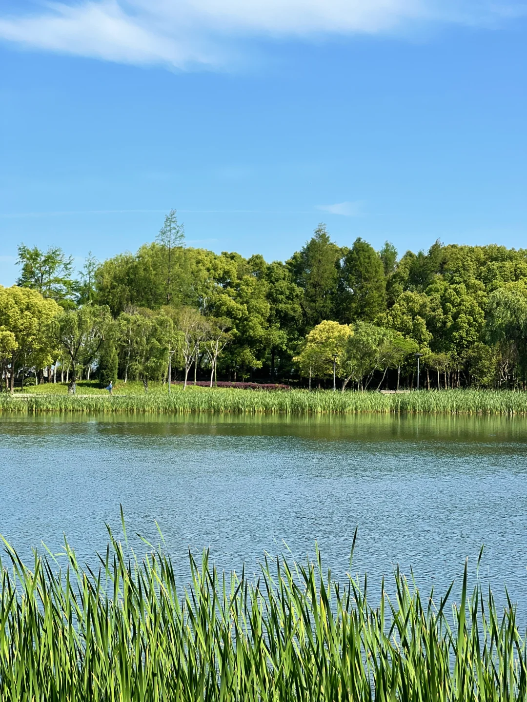 在无锡📍没有天花板的地方感受春天