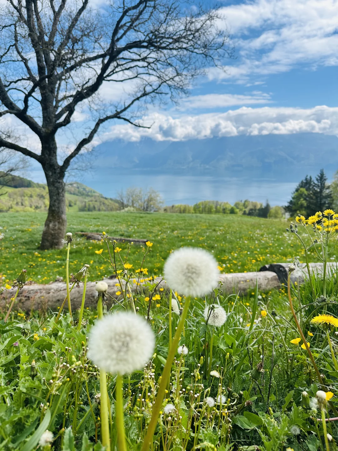 在瑞士不知名的湖边重新定义湖光山色