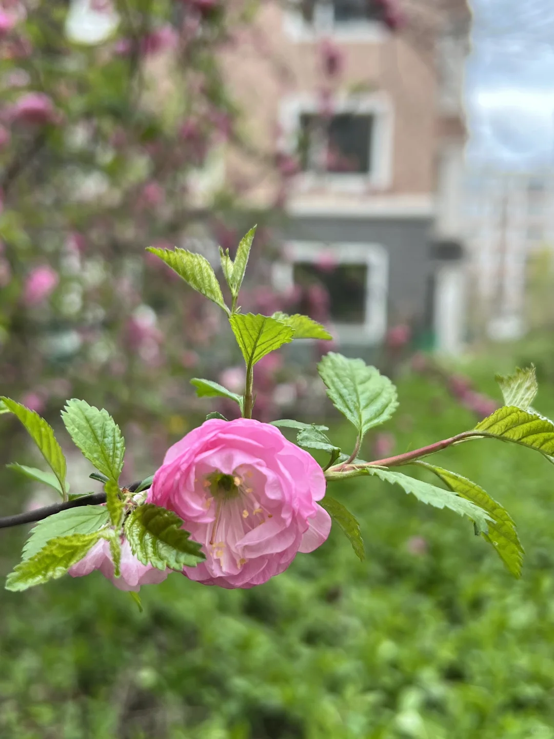 日常｜这两天所遇之美