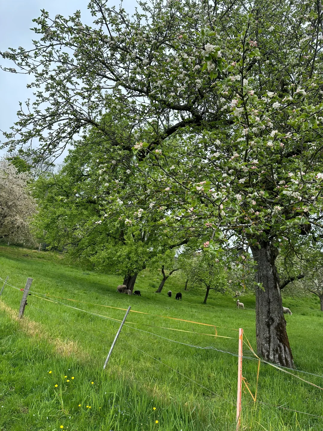 在瑞士不知名的湖边重新定义湖光山色