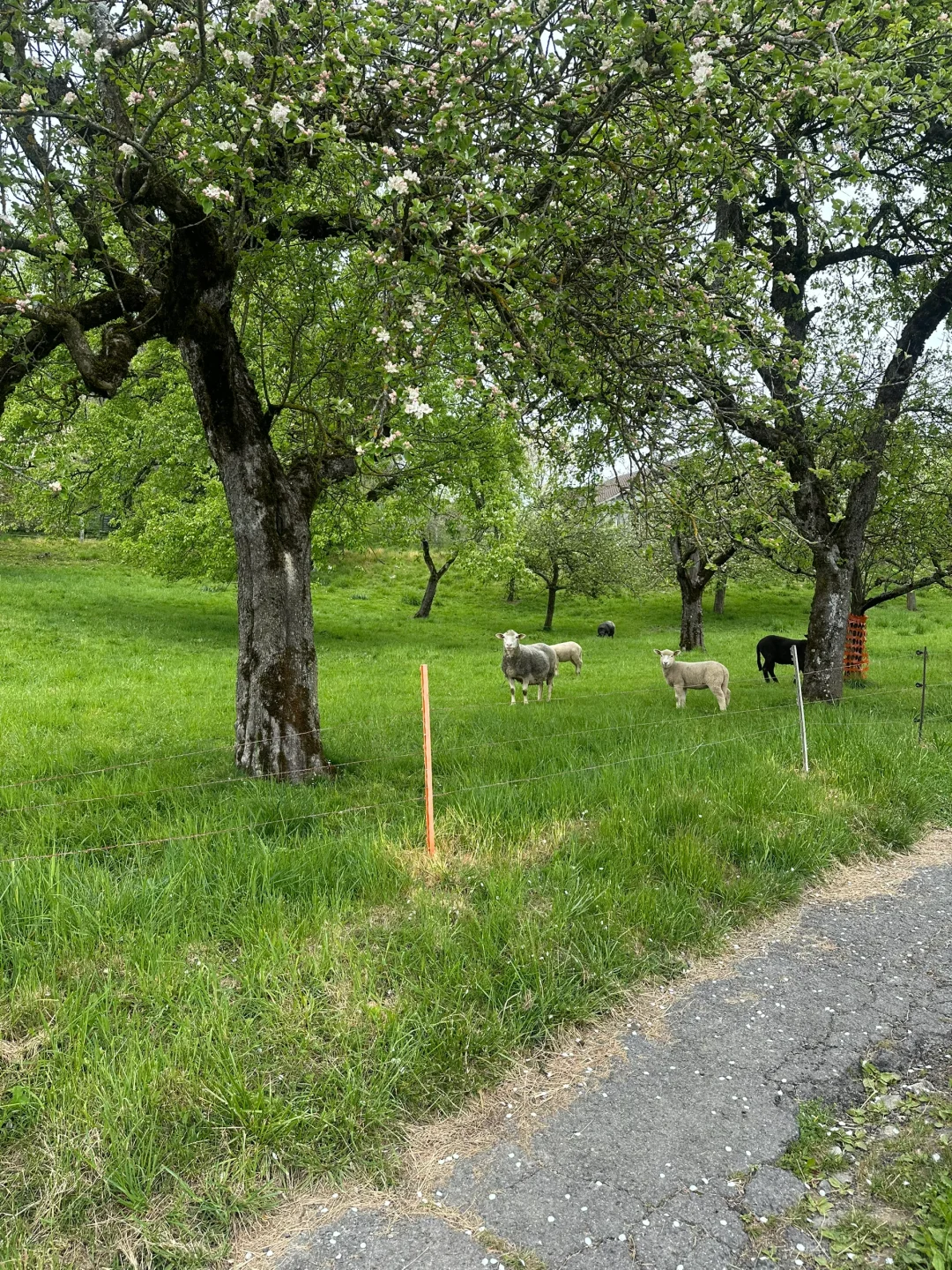 在瑞士不知名的湖边重新定义湖光山色