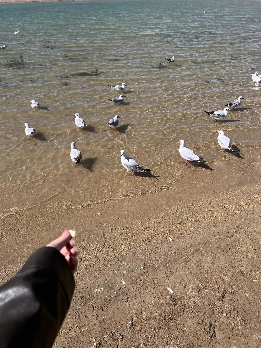 从西北回来，我的想法是跟炸片一样...