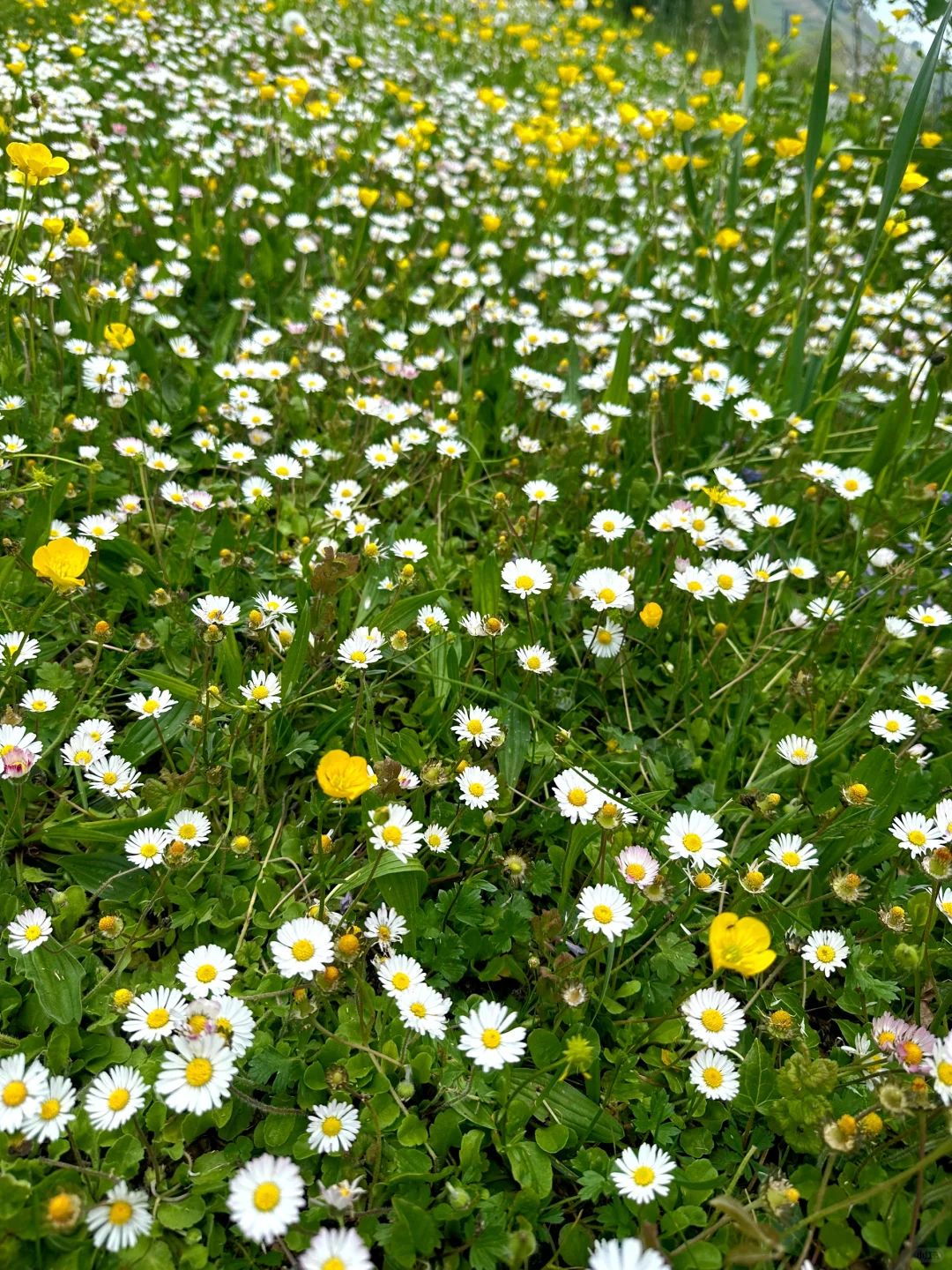 在瑞士不知名的湖边重新定义湖光山色