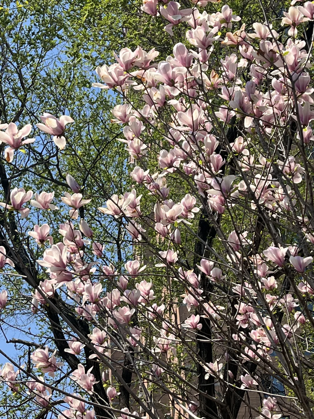 日常｜这两天所遇之美