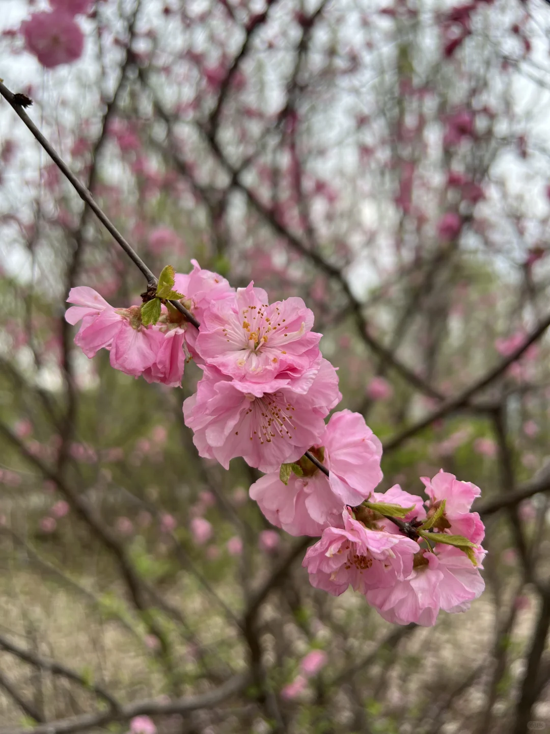 日常｜这两天所遇之美