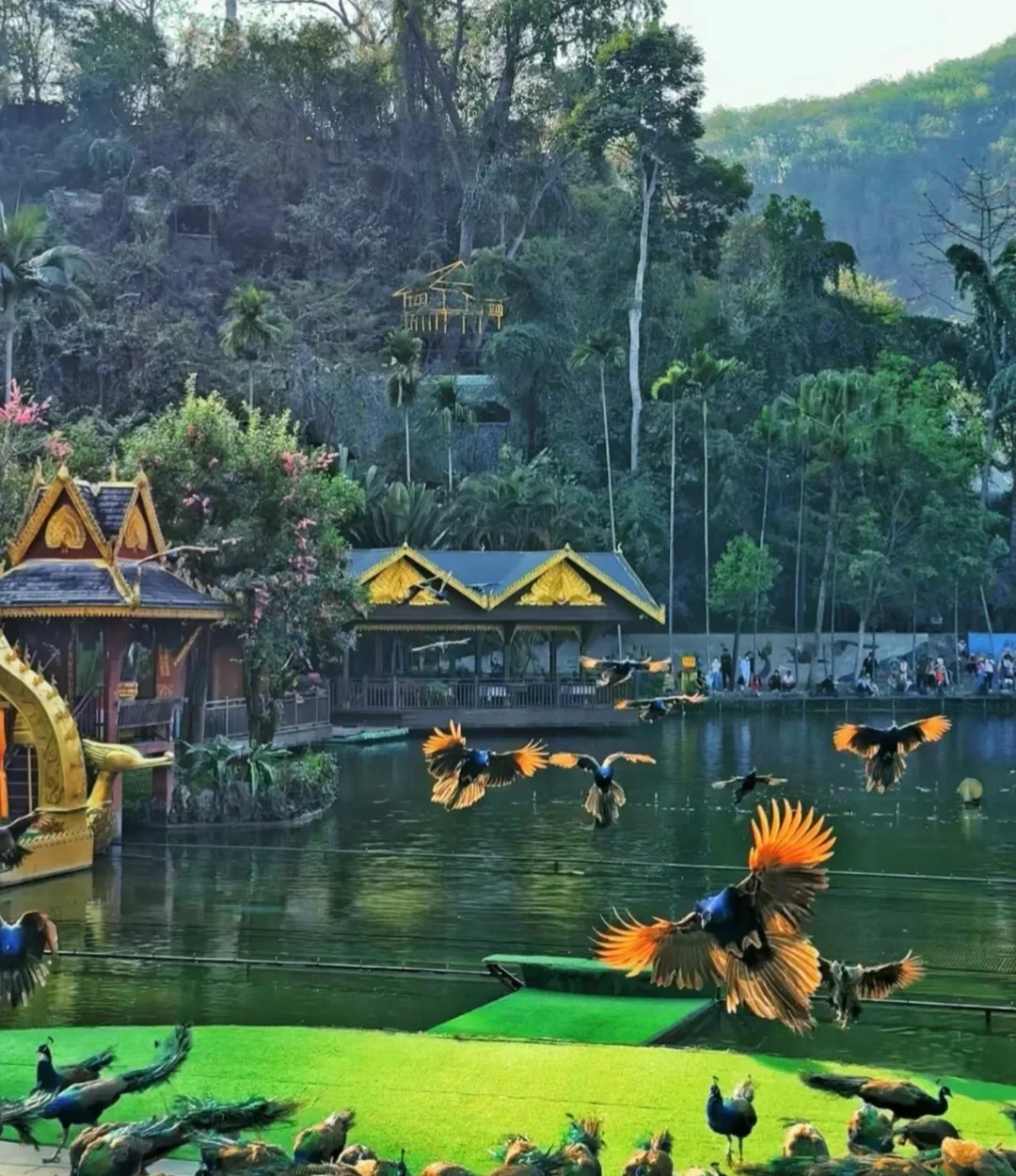 西双版纳旅游攻略🔥