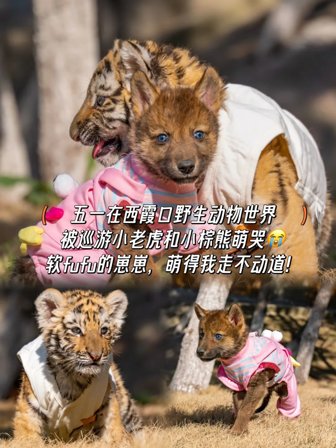 海驴岛&西霞口&成山头 | 宝藏海滨游五一✨