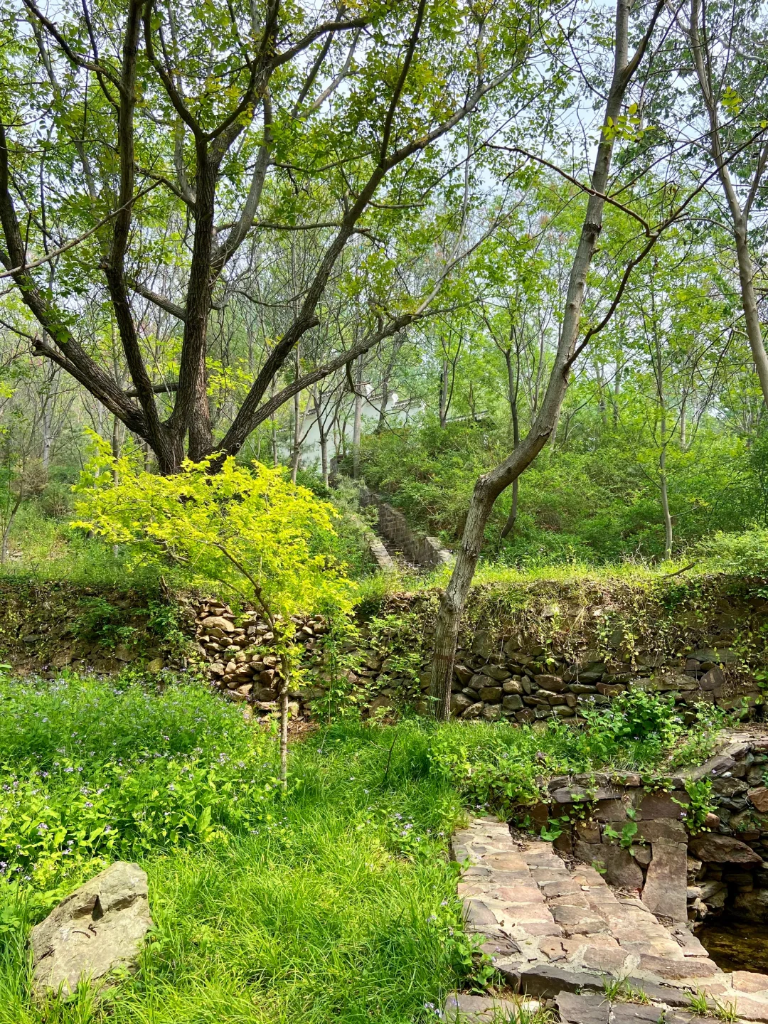 石家庄天然氧吧