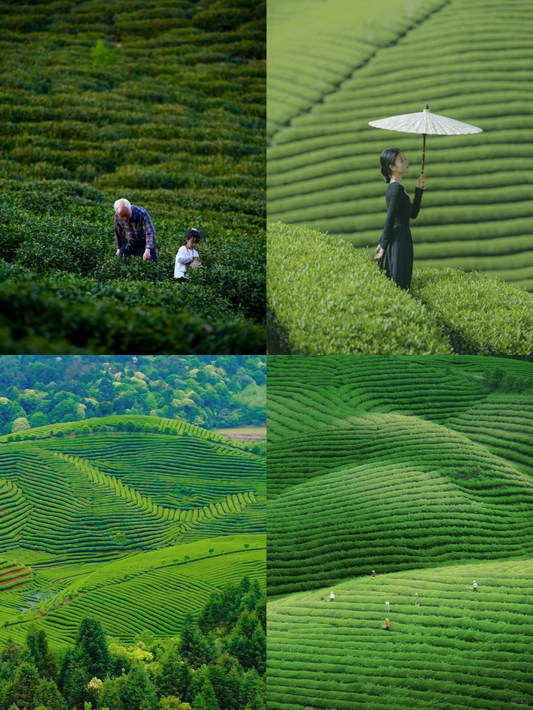 5月❗️淡季的婺源真的太香了（线路攻略）