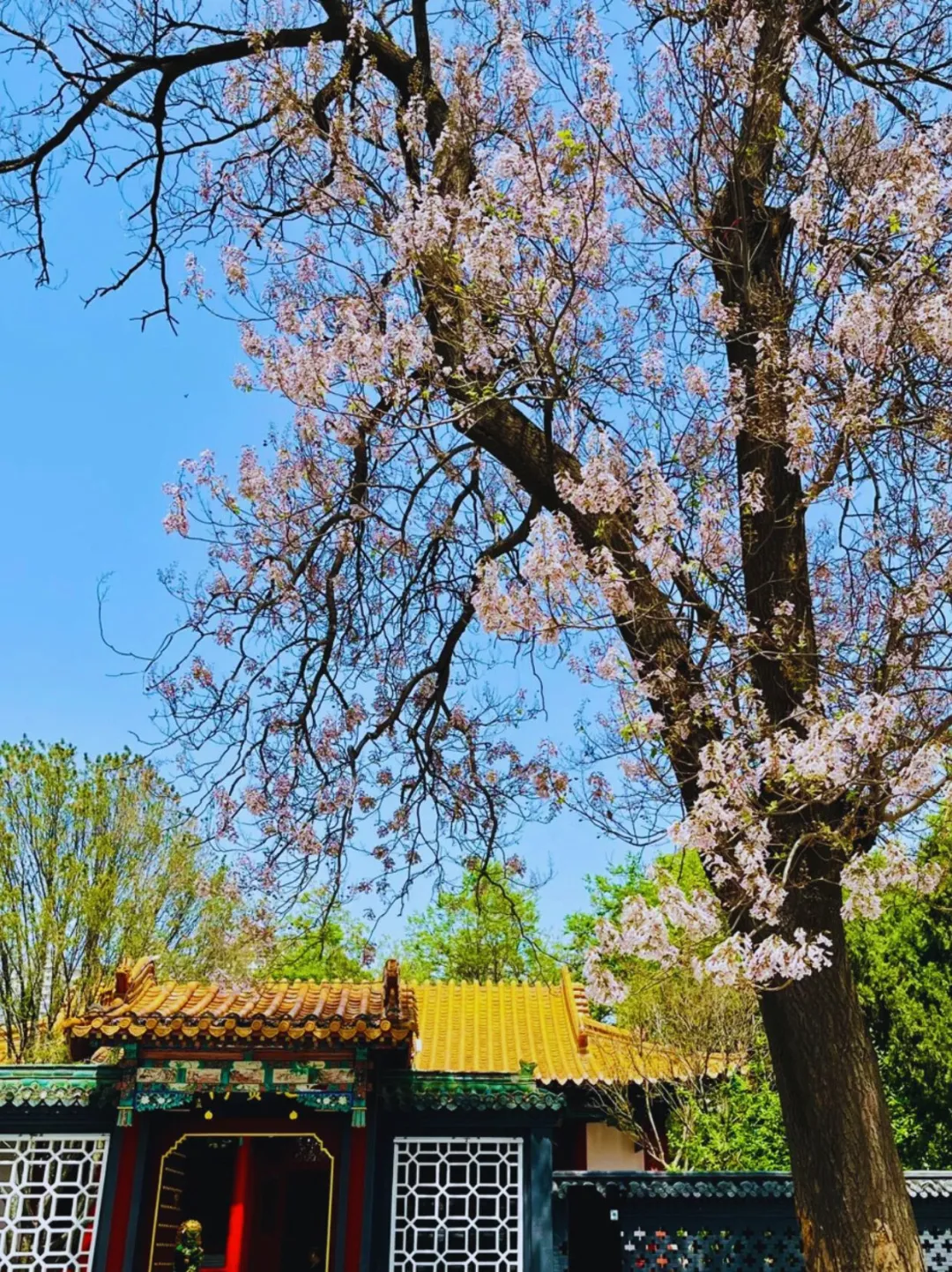 邯郸！我穿越成古代特种兵了！