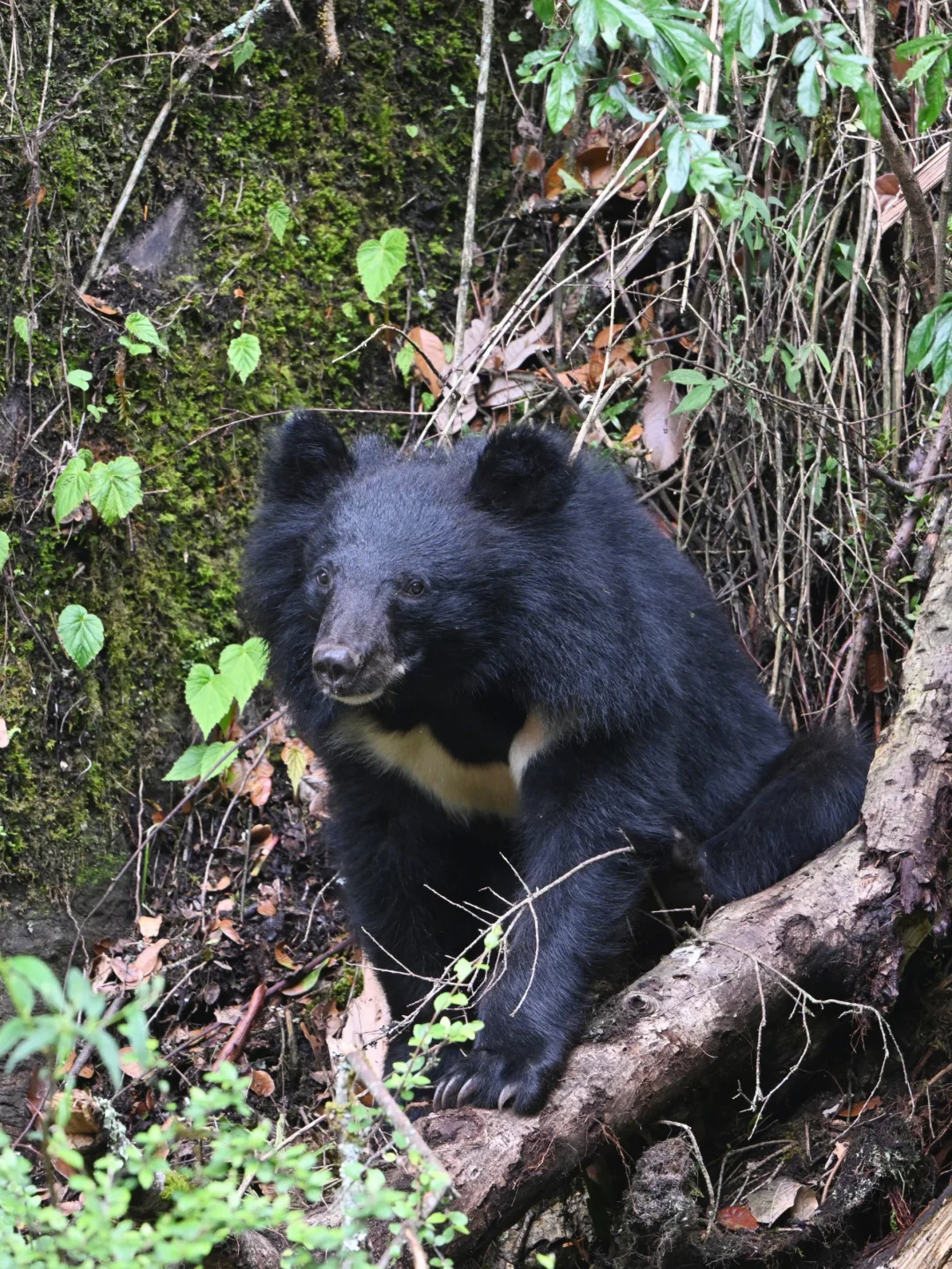 🌿在云端花海解锁春日治愈力🌿