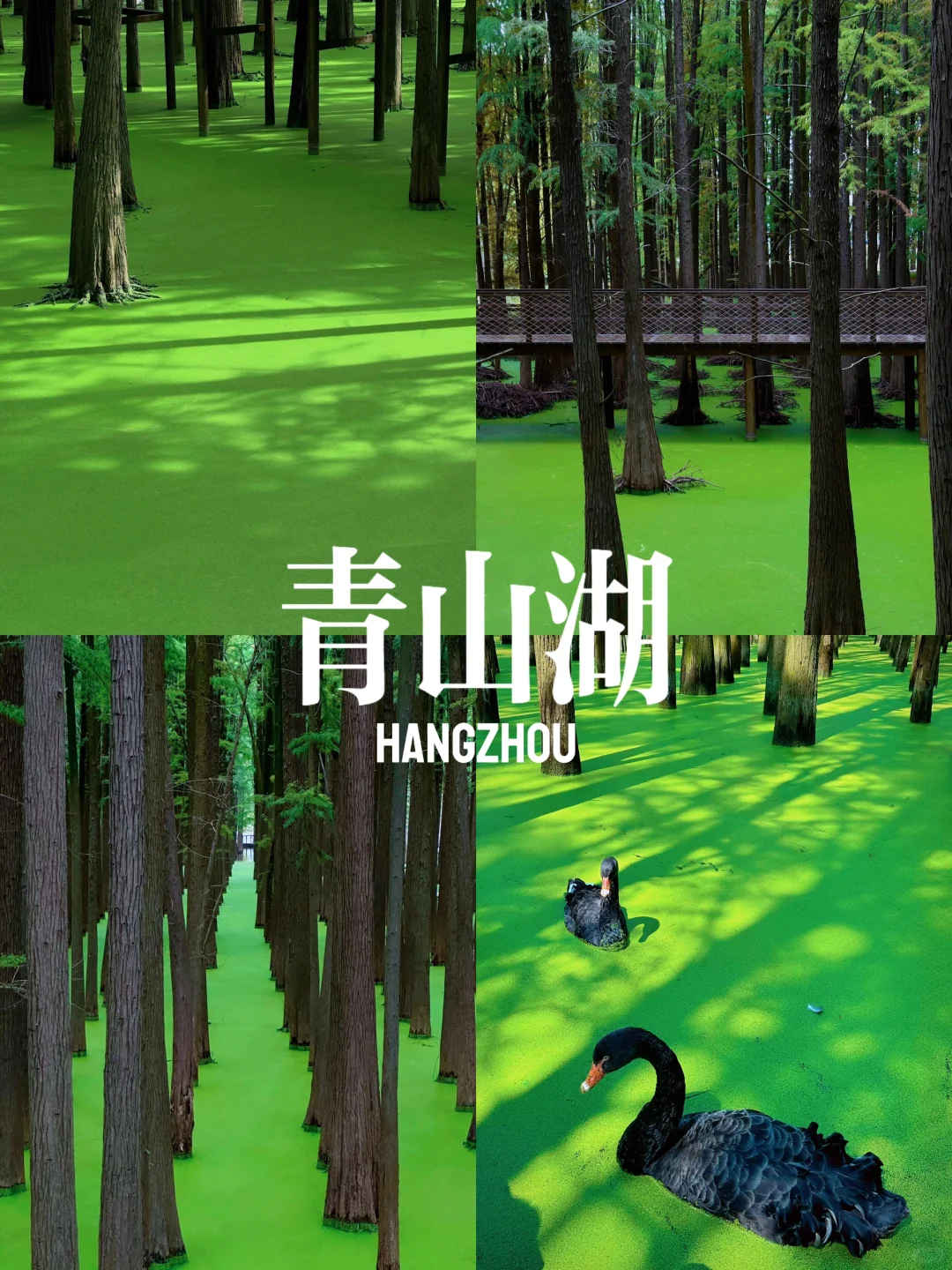 五一可冲！杭州抹茶森林已经开始变绿啦🍃